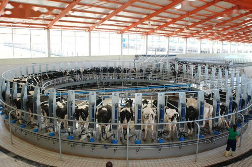 提升乳制品質量，內蒙古從源頭到餐桌的系統工程